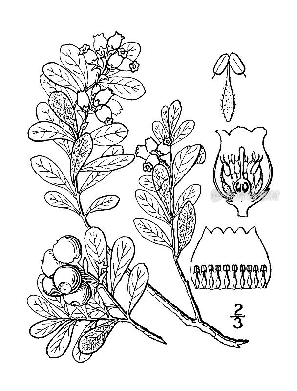 古植物学植物插图:Arctostaphylos Uva Ursi，红熊果，Kinnikinic